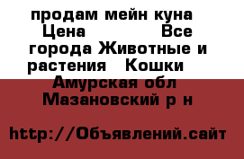 продам мейн куна › Цена ­ 15 000 - Все города Животные и растения » Кошки   . Амурская обл.,Мазановский р-н